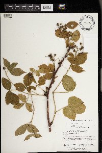 Rubus superioris image