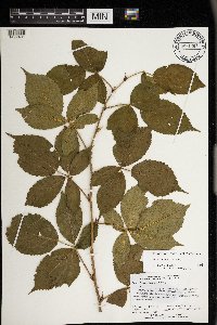 Rubus superioris image