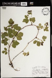 Rubus steelei image