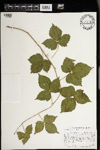 Rubus steelei image