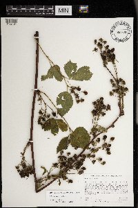 Rubus allegheniensis image