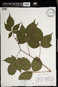 Rubus allegheniensis image