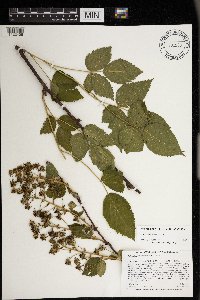 Rubus allegheniensis image