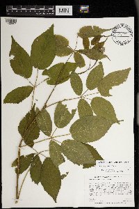 Rubus allegheniensis image