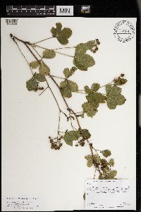 Rubus wheeleri image