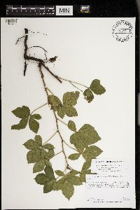 Rubus wheeleri image