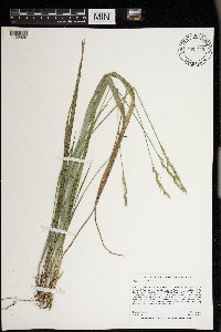Oryzopsis asperifolia image