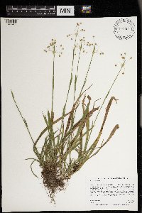 Luzula acuminata image