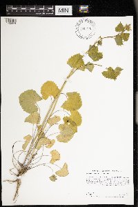 Alliaria petiolata image