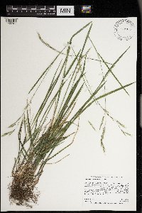 Schizachne purpurascens image