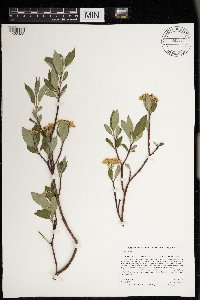 Cornus sericea image