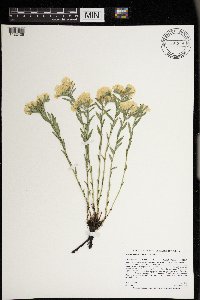 Lithospermum canescens image