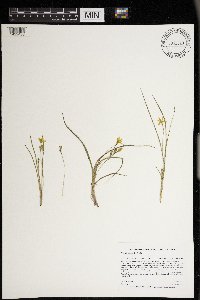 Hypoxis hirsuta image