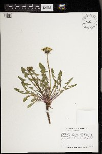 Taraxacum erythrospermum image