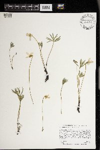 Viola pedatifida image