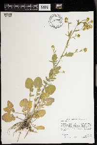 Barbarea vulgaris image