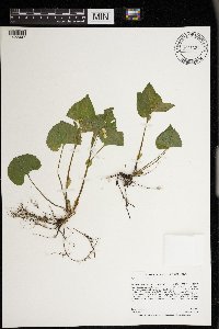 Viola pubescens image