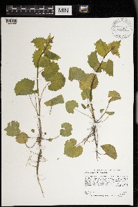 Alliaria petiolata image