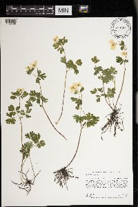 Enemion biternatum image