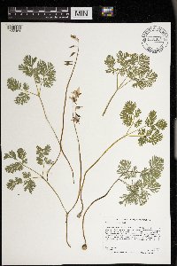 Dicentra cucullaria image