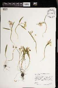 Claytonia virginica image