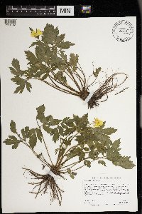 Ranunculus hispidus image