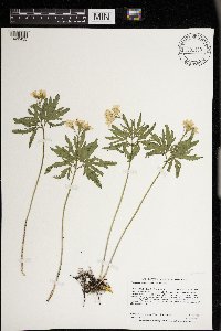 Cardamine concatenata image