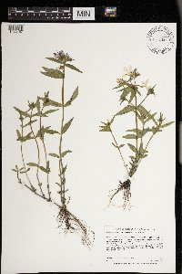 Media resource of Phlox divaricata