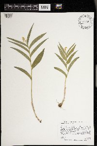 Maianthemum stellatum image