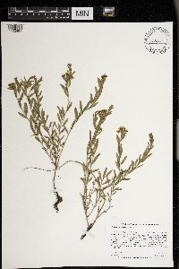 Comandra umbellata image