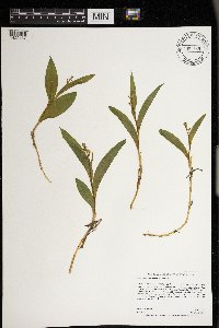 Maianthemum trifolium image