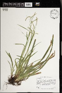 Carex arctata image