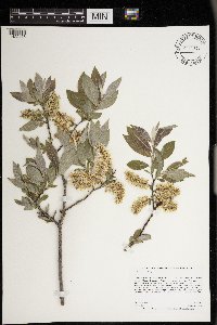 Image Associated With the Occurrence