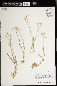 Cerastium arvense image