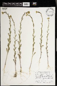 Descurainia pinnata subsp. brachycarpa image