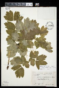 Caulophyllum thalictroides image