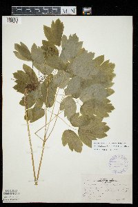 Caulophyllum thalictroides image