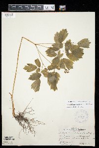 Caulophyllum thalictroides image