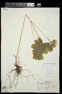 Caulophyllum thalictroides image