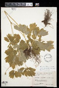 Caulophyllum thalictroides image