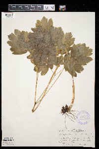 Caulophyllum thalictroides image