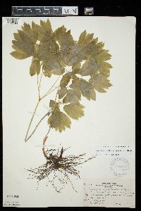 Caulophyllum thalictroides image