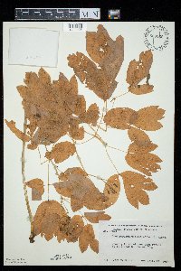 Caulophyllum thalictroides image