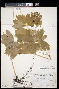 Caulophyllum thalictroides image