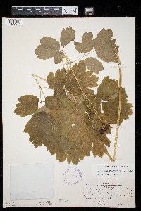 Caulophyllum thalictroides image