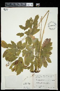 Caulophyllum thalictroides image