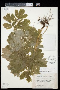 Caulophyllum thalictroides image