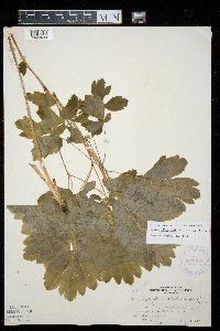 Caulophyllum thalictroides image