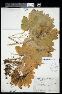 Caulophyllum thalictroides image