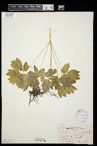 Caulophyllum thalictroides image